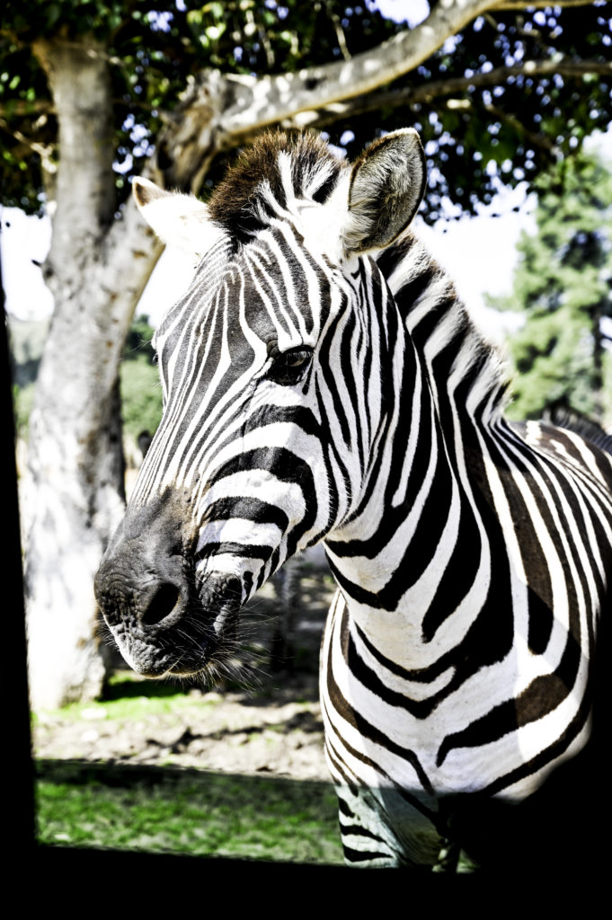 Zebra at the Ramat Gan Safari Park
