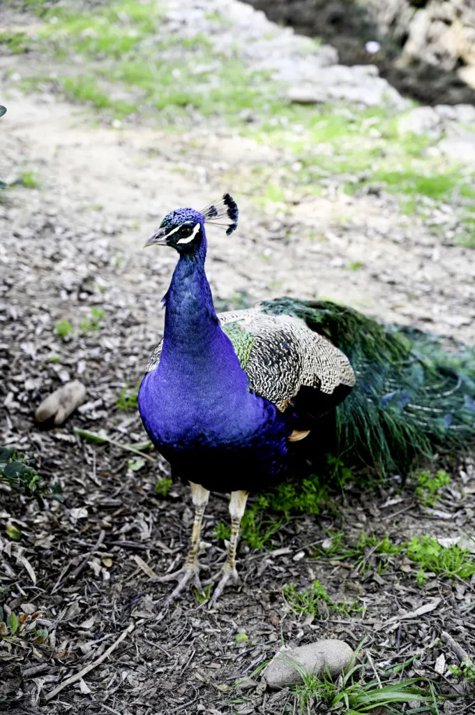 Peacock in the Ramat Gan Safari