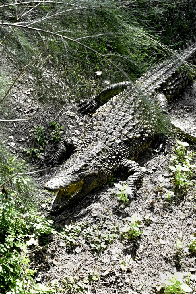 Nile Crocodile in the Ramat Gan Safari
