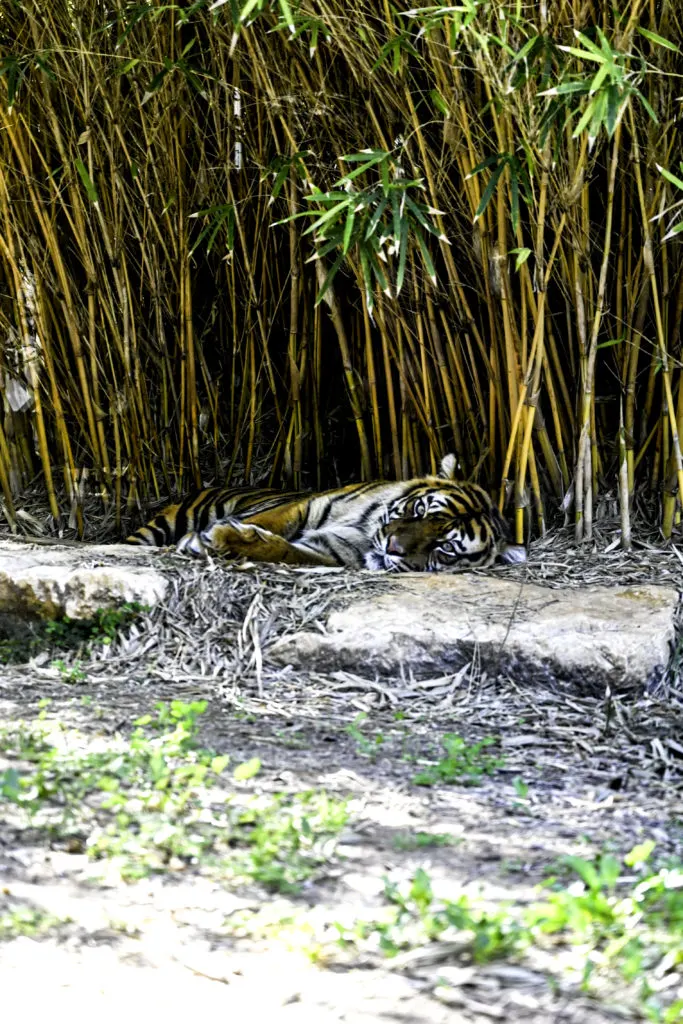 Sumatran Tiger at the Ramat Gan Safari