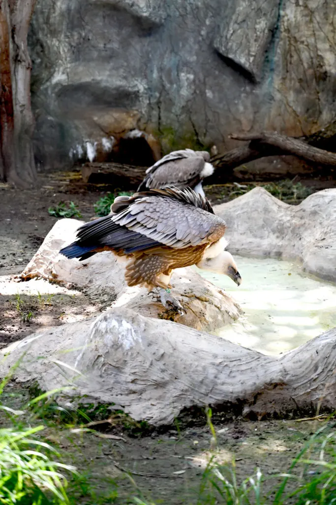 Griffon Vulture in the Ramat Gan Safari