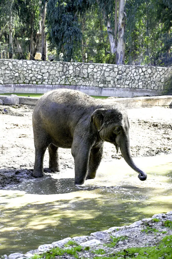 Elephant by water in the Ramat Gan Safari