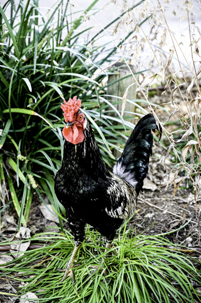 Rooster in the Ramat Gan Safari