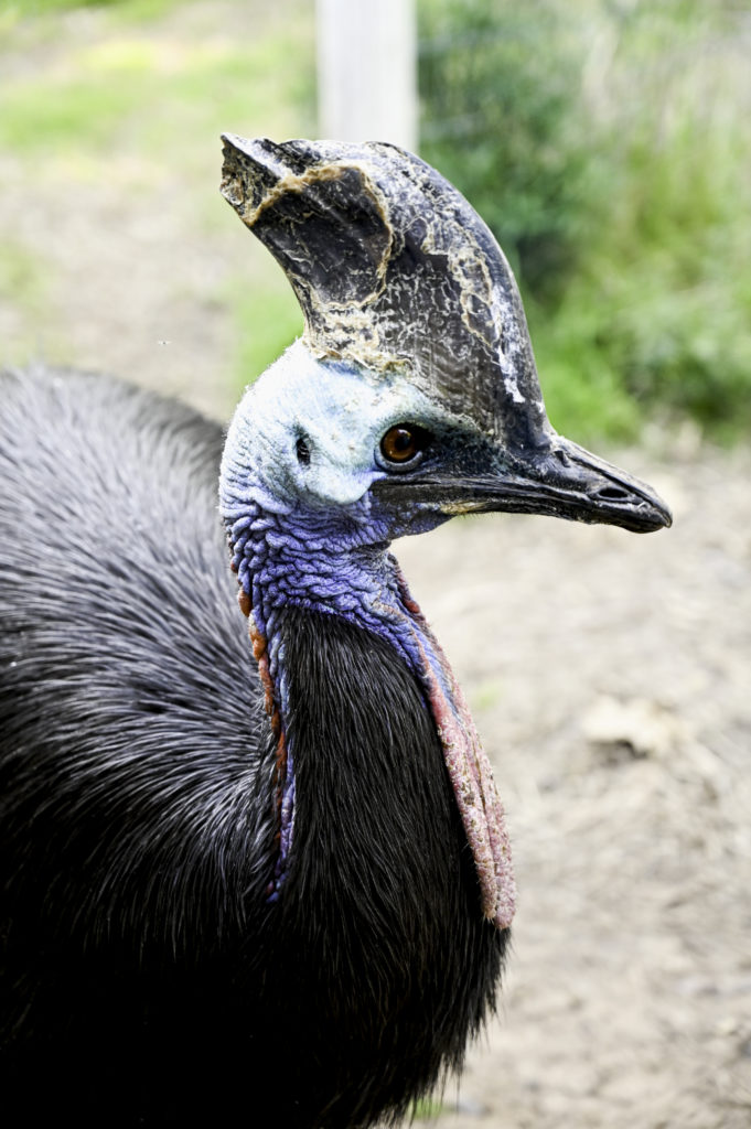 Cassowary in the Ramat Gan Safari