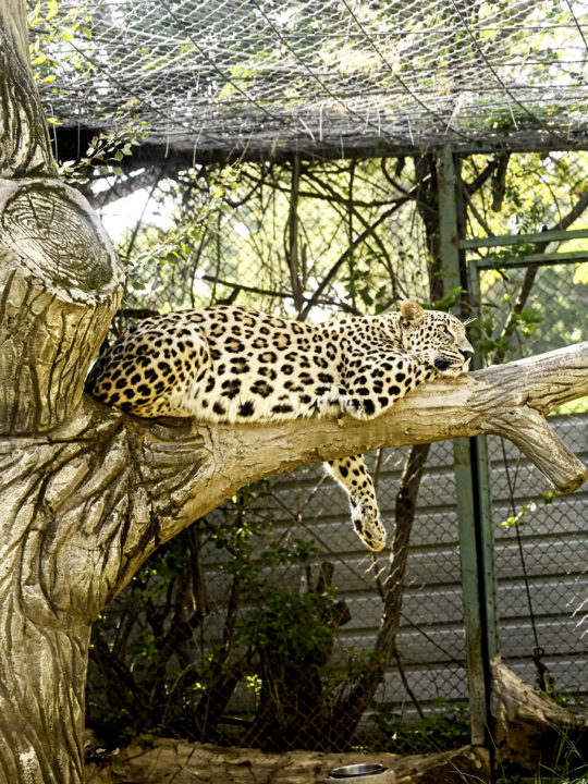 Leopard at the Ramat Gan Safari Park
