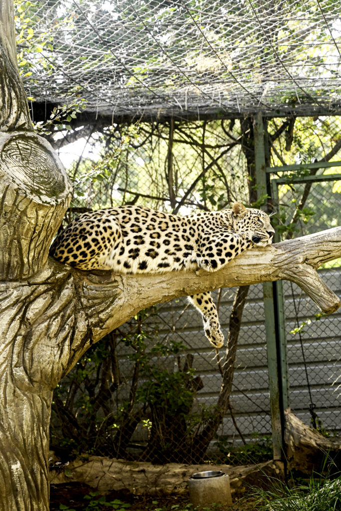 Leopard at the Ramat Gan Safari Park