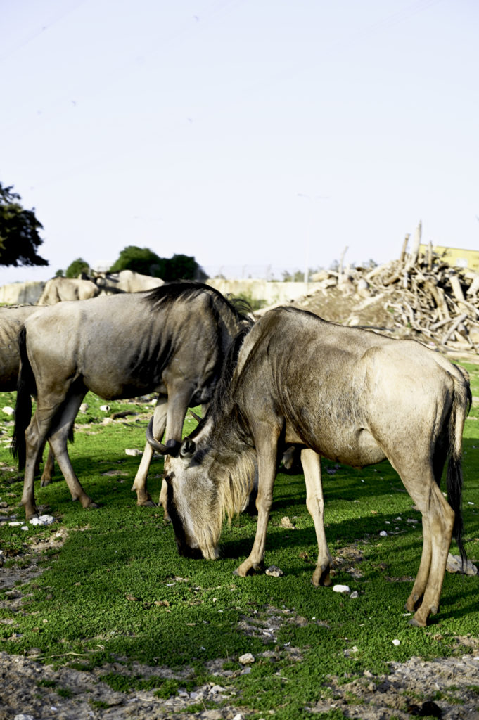 Hurd in the Ramat Gan Safari Park