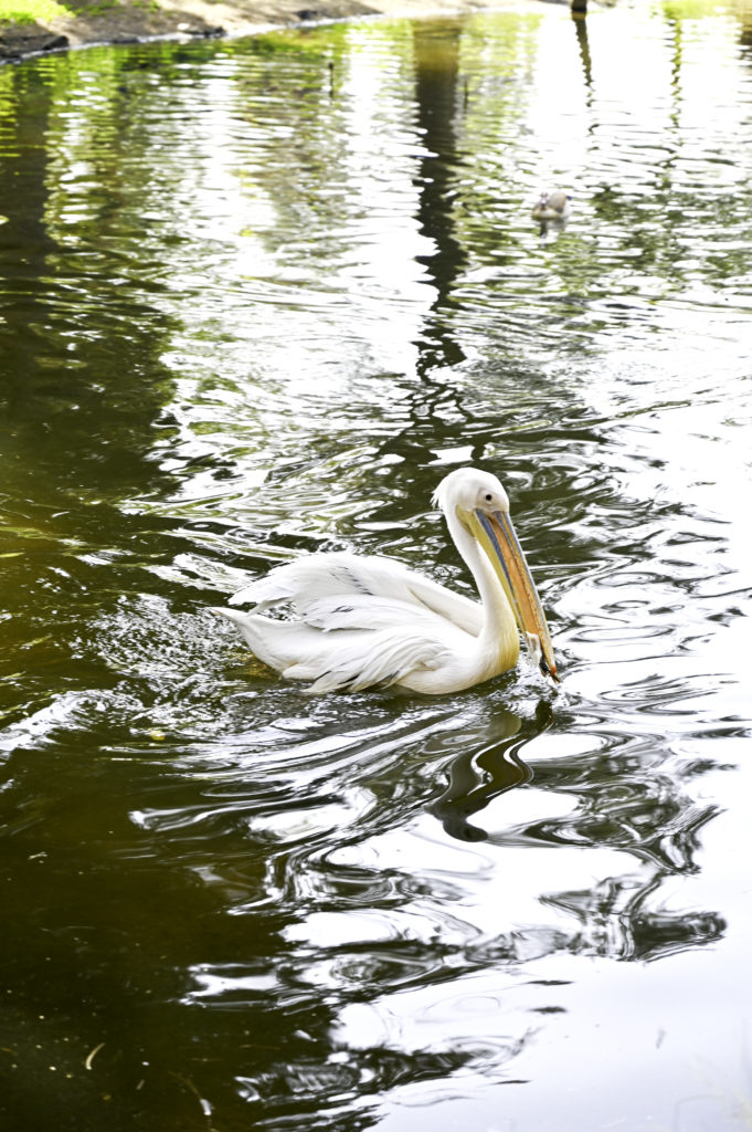 Pelican in the Ramat Gan Zoo